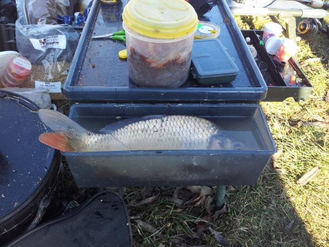 Floarea Popestiului 11 - 11 ian. - 20140111141448.jpg